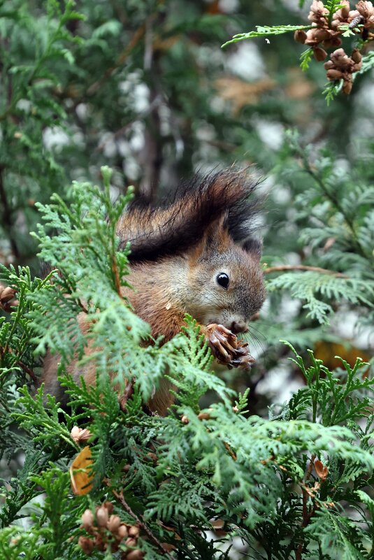 *** - Александра Николаева