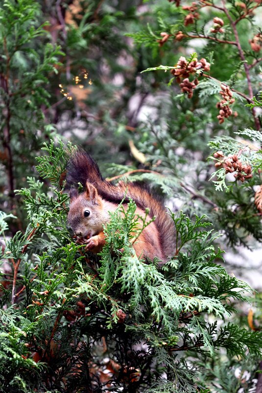обед у белочки - Александра Николаева