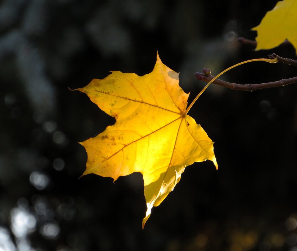 *** - Лариса С.