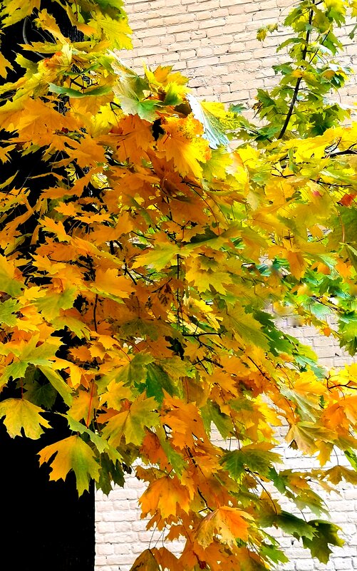 Осенний клен - Любимова Ольга 