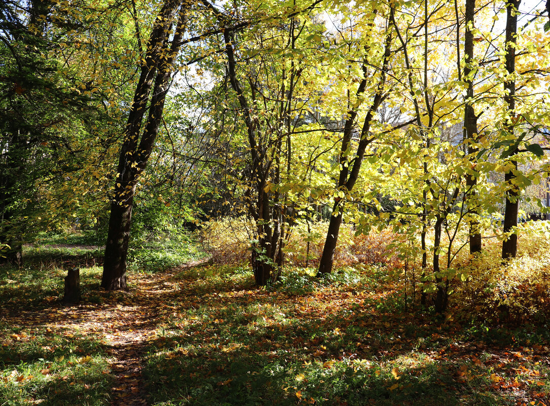 зарастающий скверик. - Наталья Лунева зарастающий скверик. - Наталья Лунева