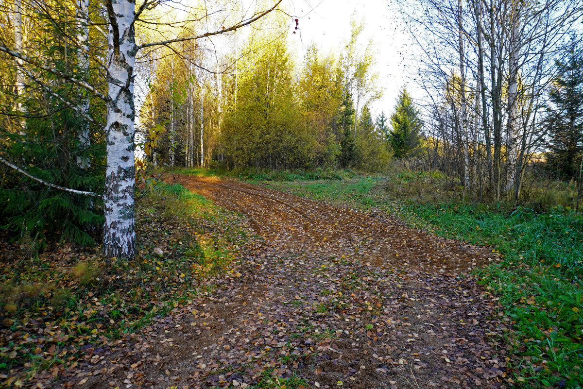 Осенняя дорожка - Сергей Ц