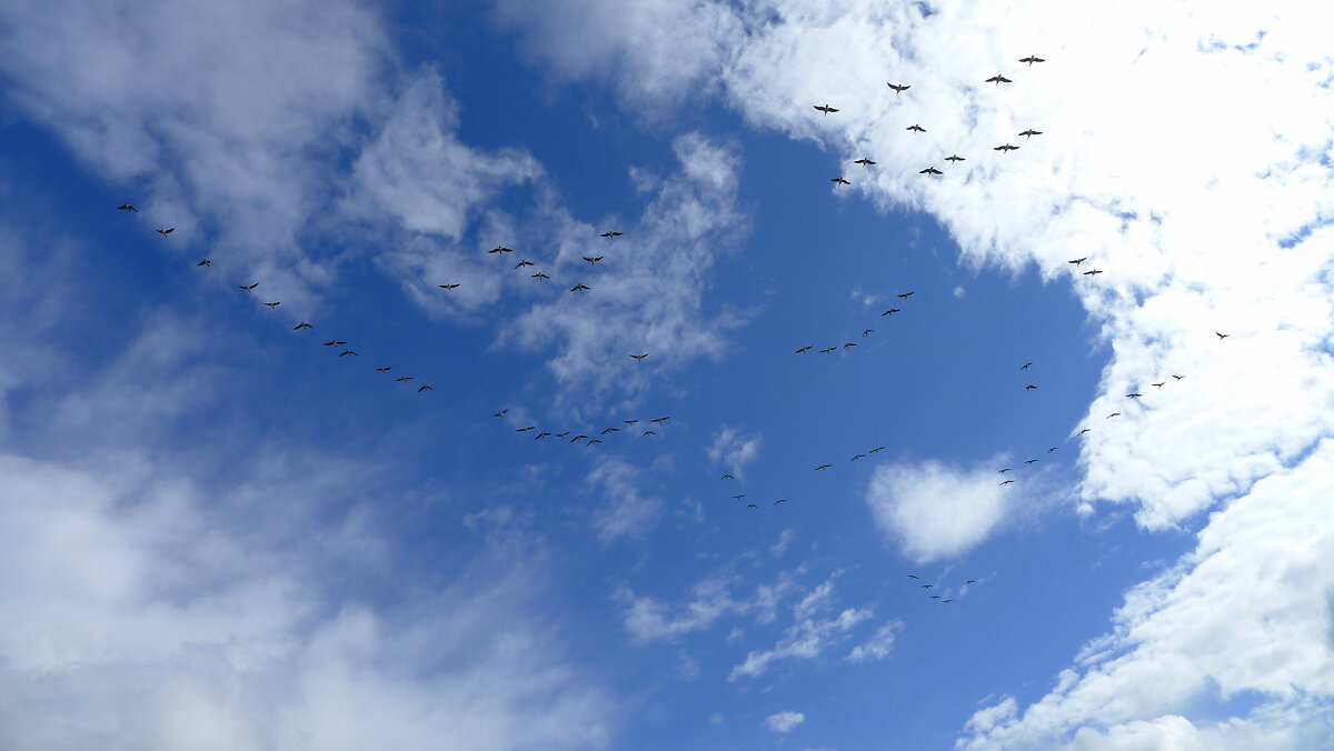 Главное - не опоздать на юг - Серж Show