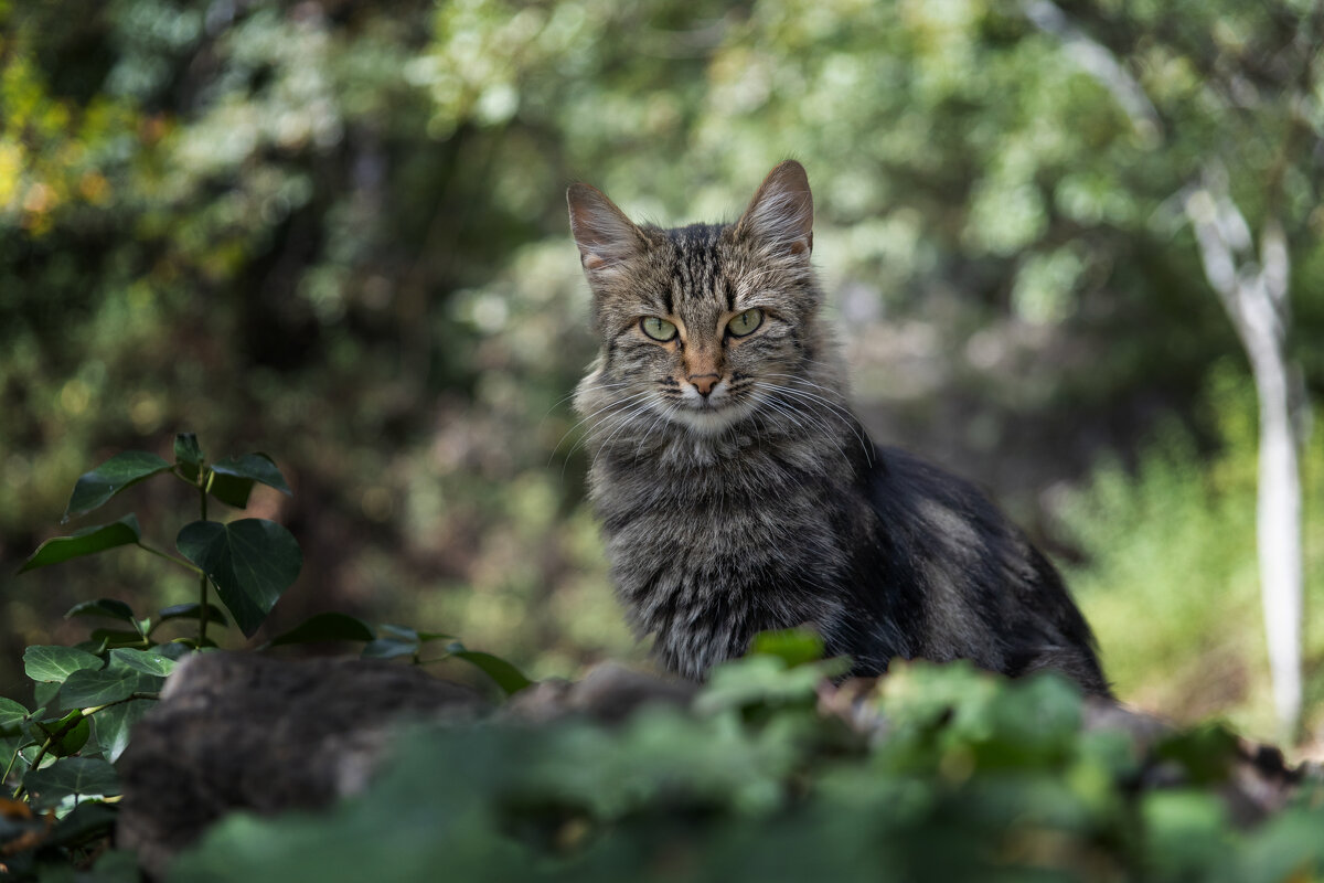 В Массандровском парке - Сергей Брюшинин