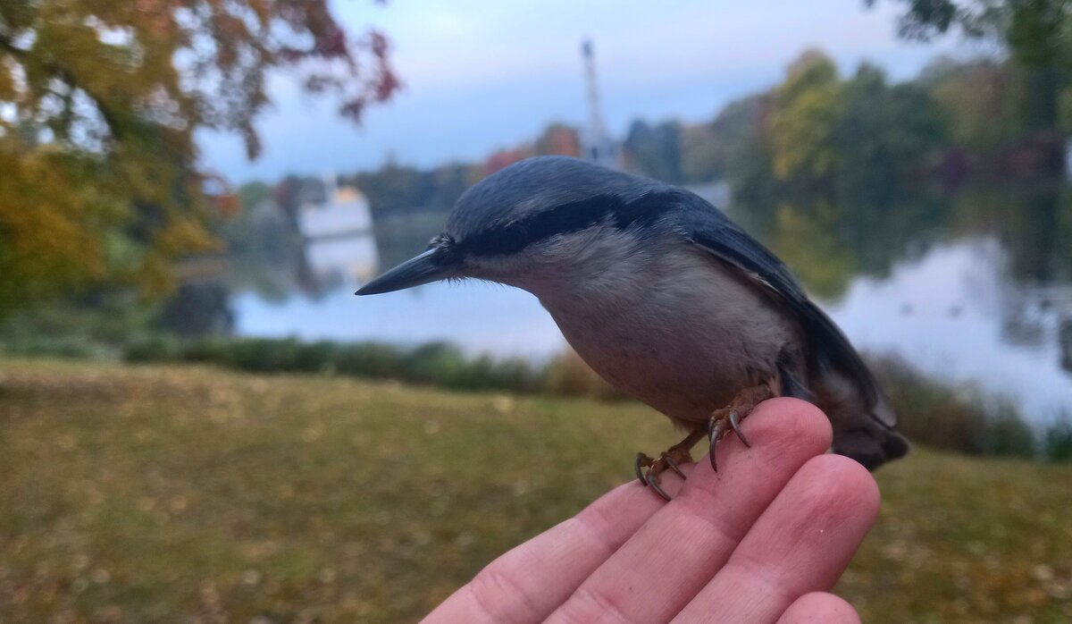 Поползень - Сапсан 