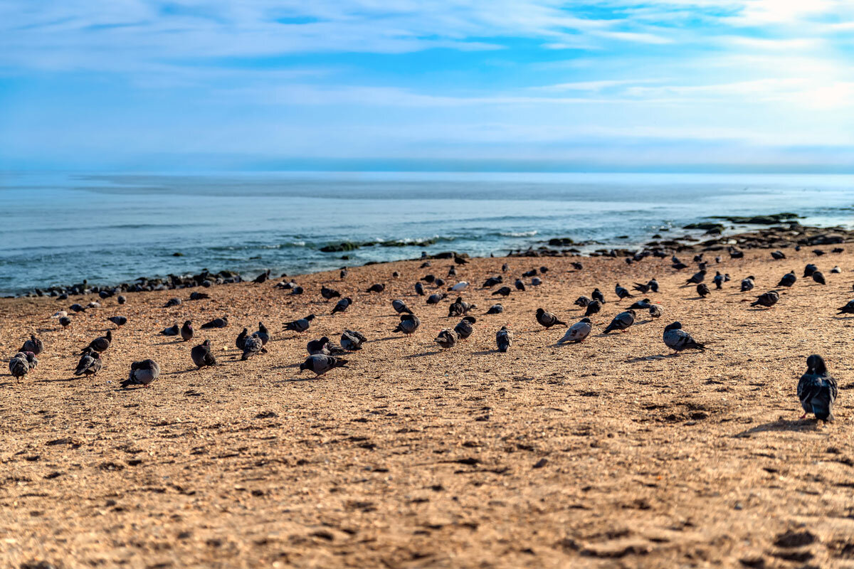 Каспийское море. Махачкала. Дагестан. - Дина Евсеева Каспийское море. Махачкала. Дагестан. - Дина Евсеева
