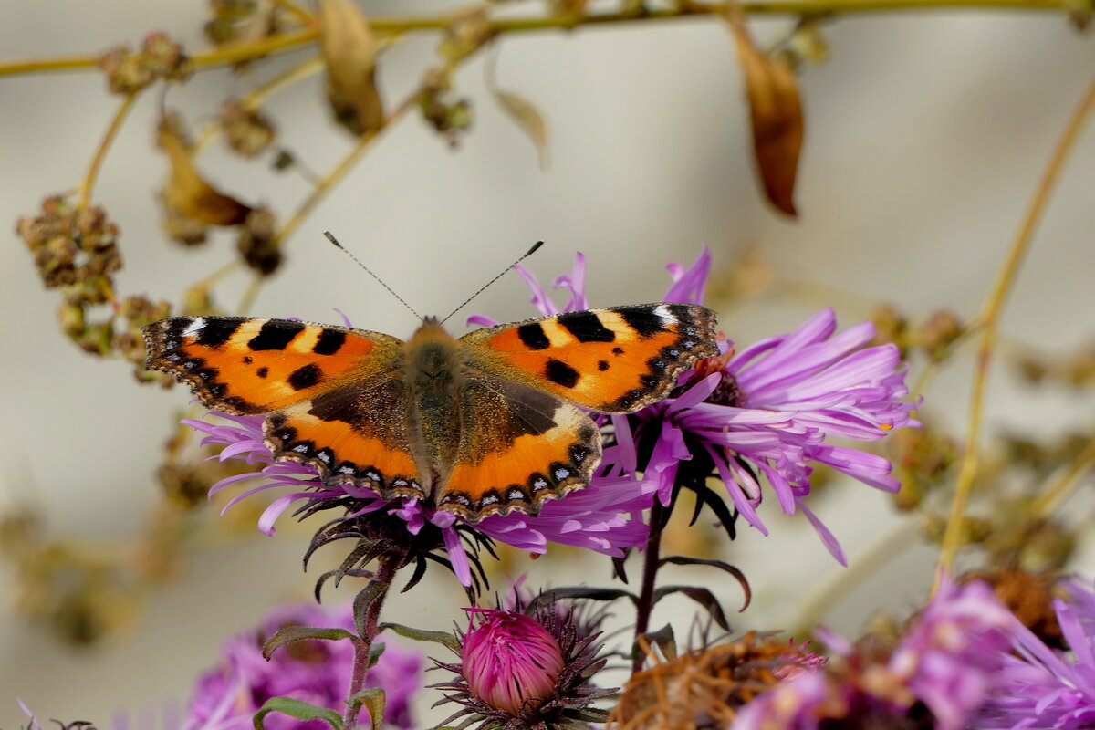 бабочки, снятые вчера 4 - Александр Прокудин