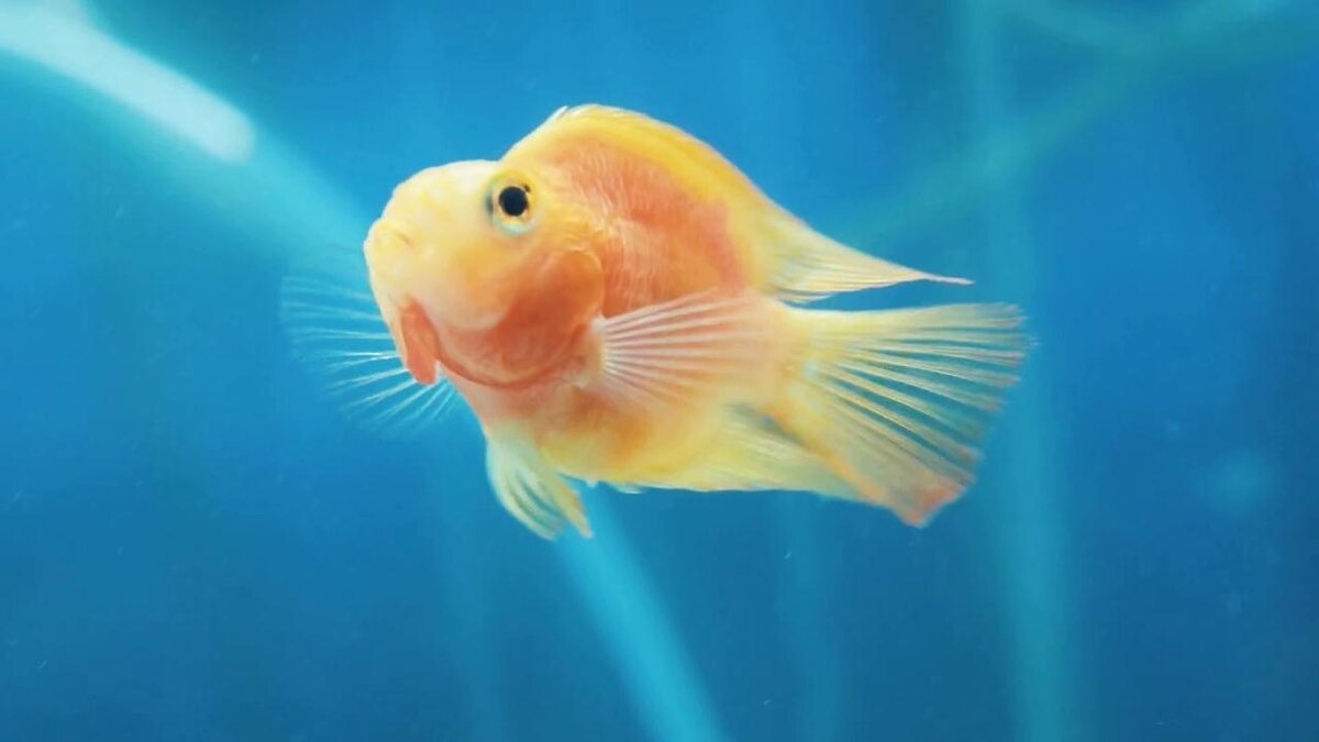 «Говорить умеет рыбка, просто нам – не услыхать!» - Михаил Андреев