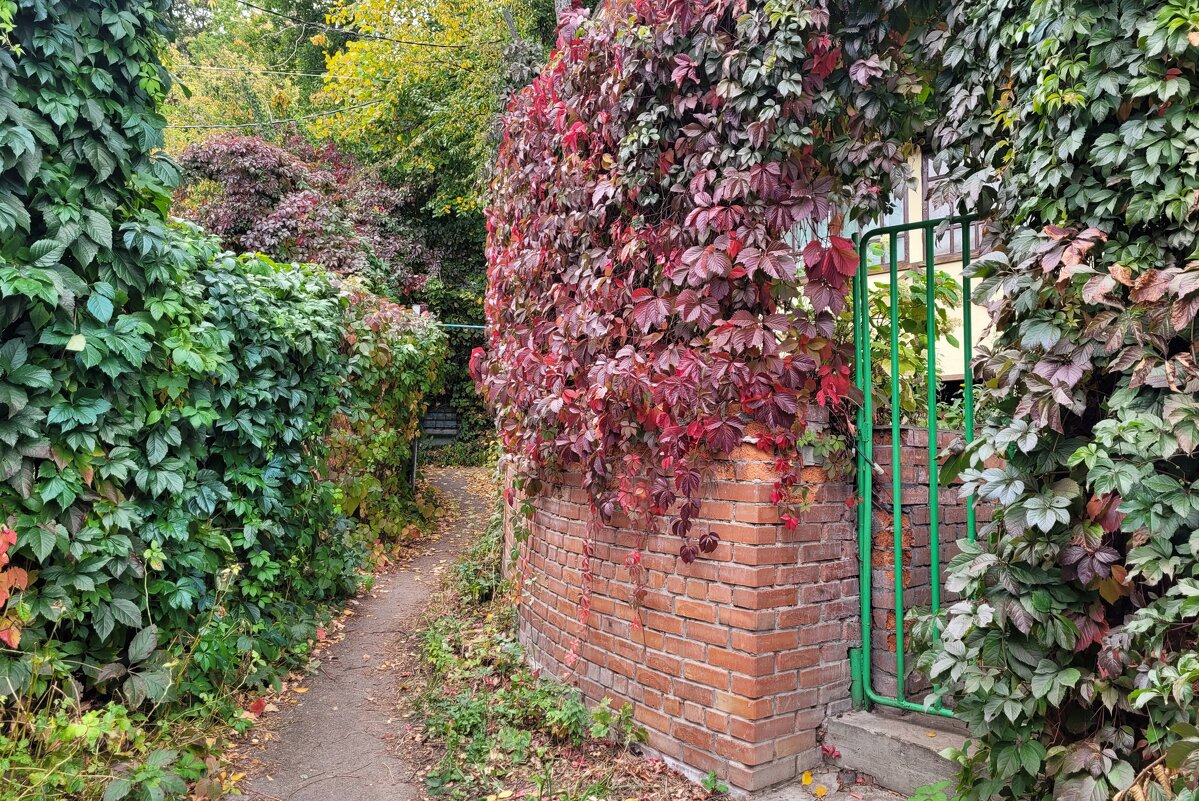 Увитый виноградом и спрятанный от глаз - Татьяна Машошина