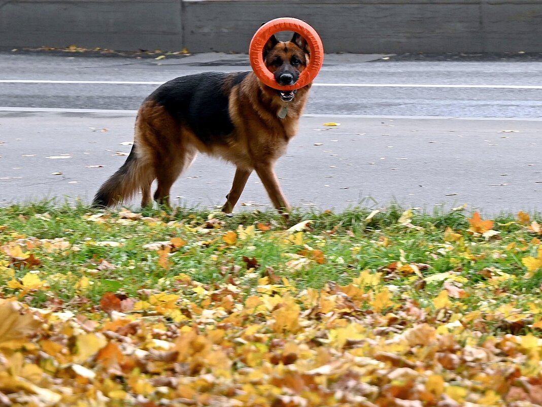 Я за тобой слежу, подозрительный незнакомец...  - Александр Орлов