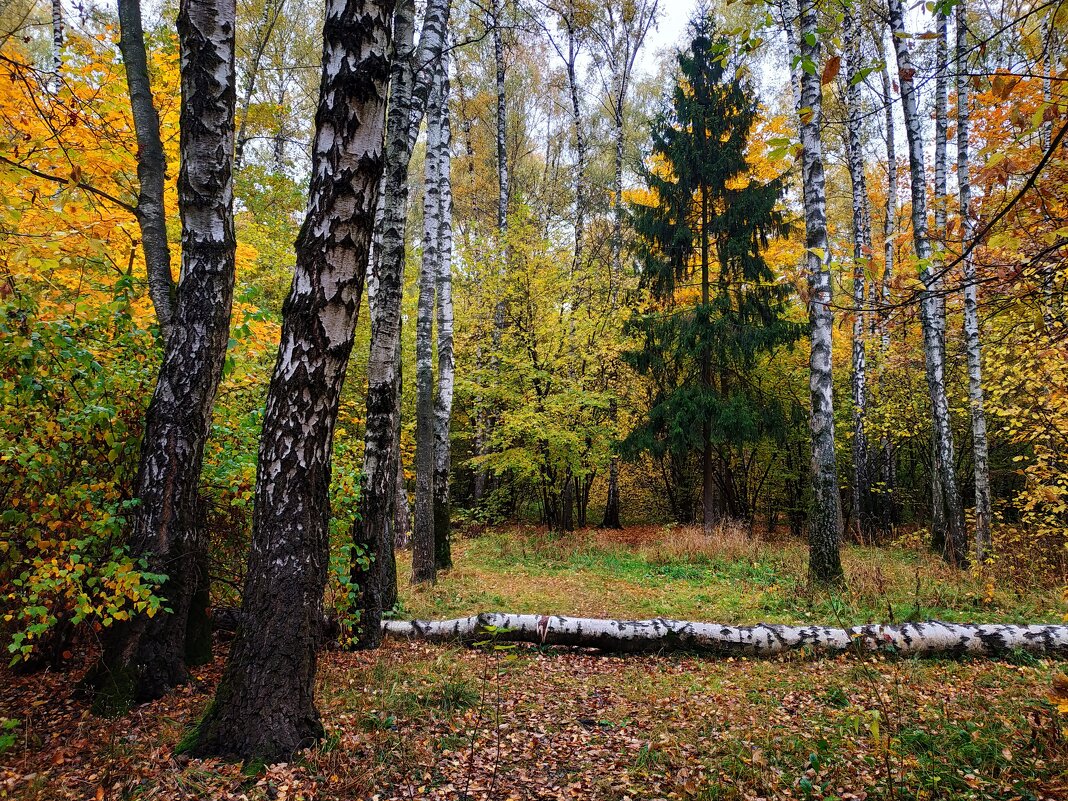 Осень в парке - Андрей Лукьянов