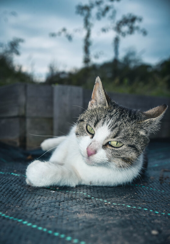 *** - Михаил. М.