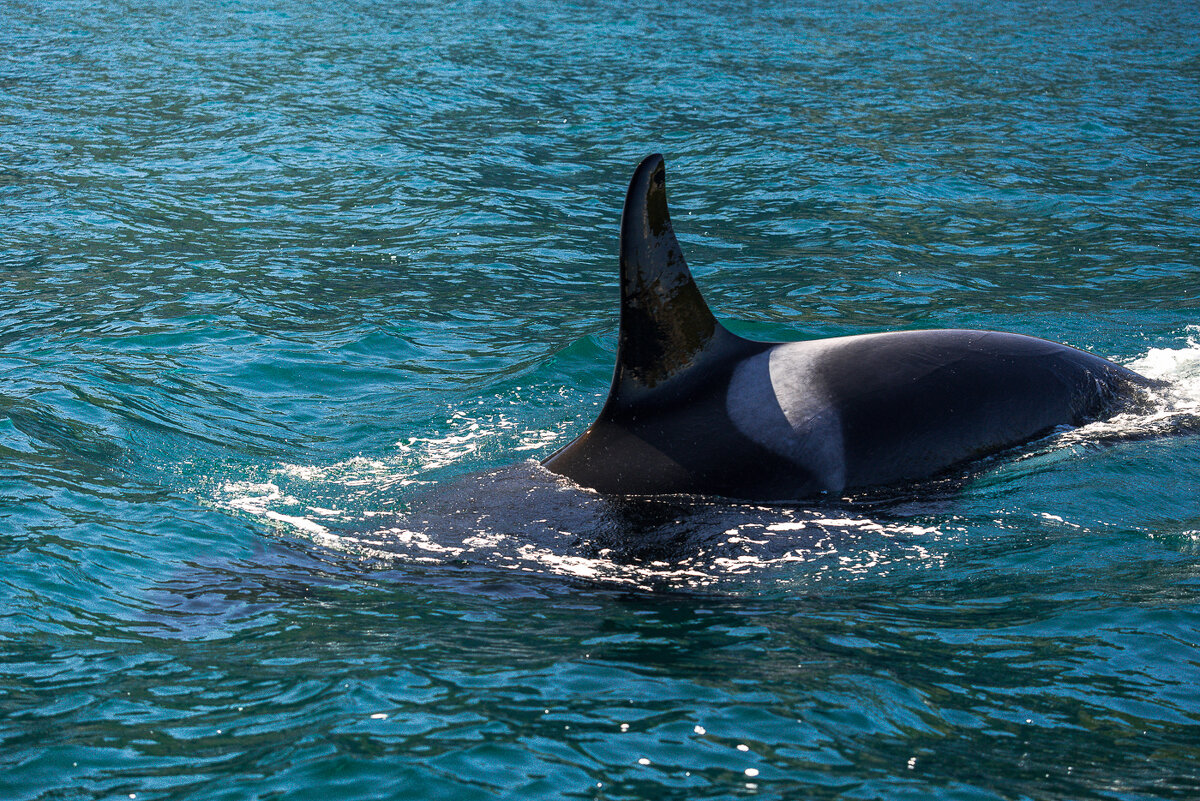 ... - Жора Житников
