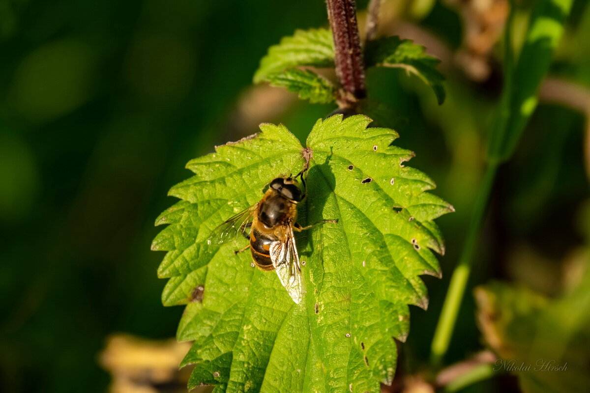 Про журчалку... - Николай Гирш