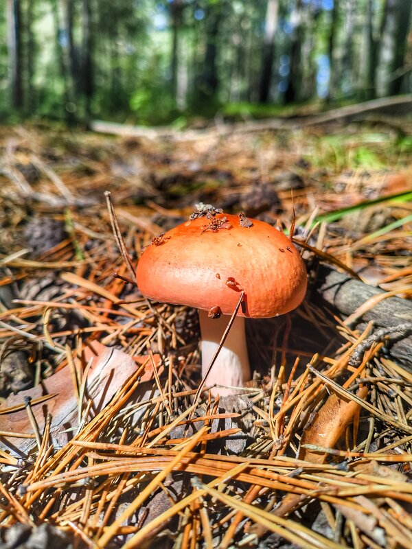 В лесу - Александр Жирный