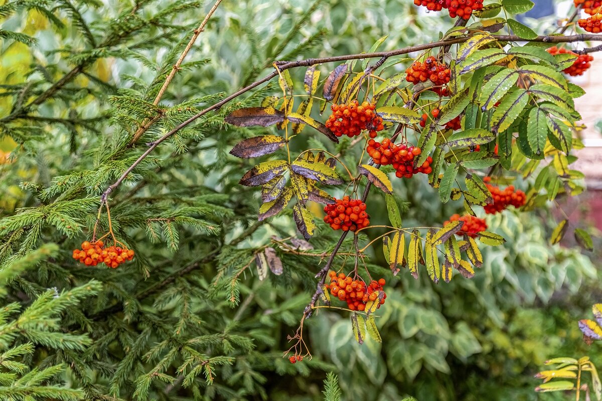 Осень рябиновая - Валерий Иванович