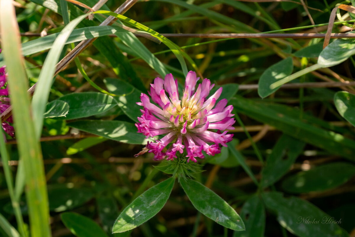 Про клевер... - Николай Гирш