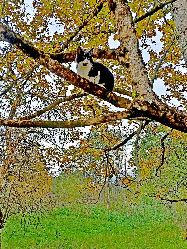 Найдите ...сами знаете - кого! - Vladimir Semenchukov