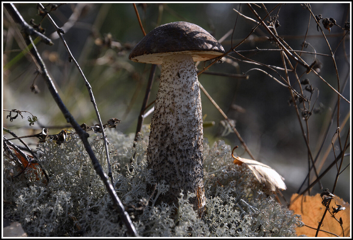 Обабок - Aleksandr Gal
