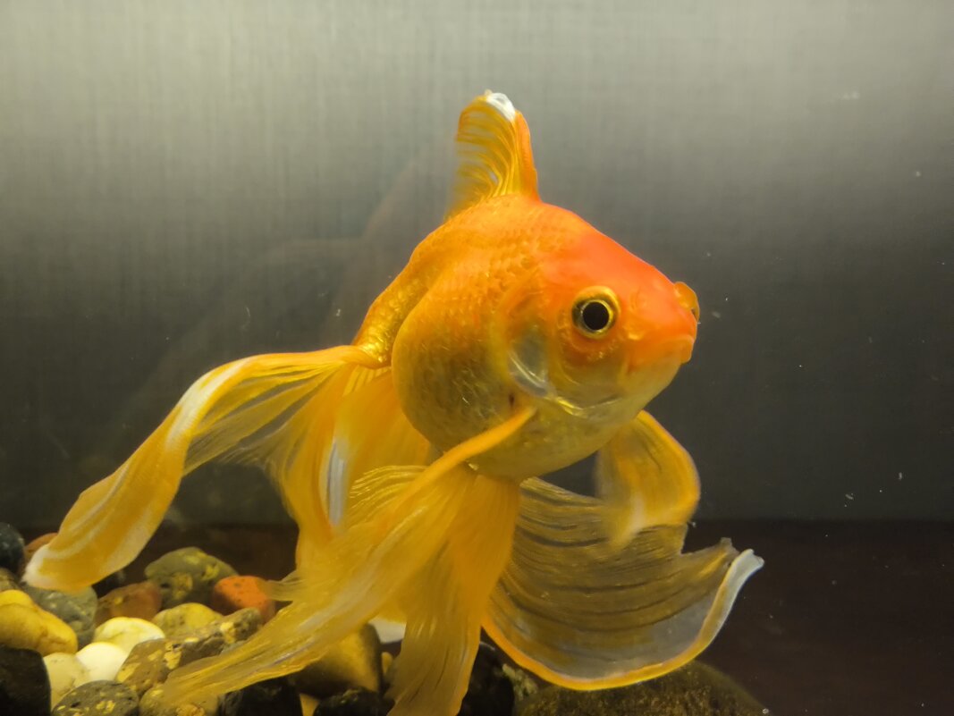 Кто там? - Anna Ivanova