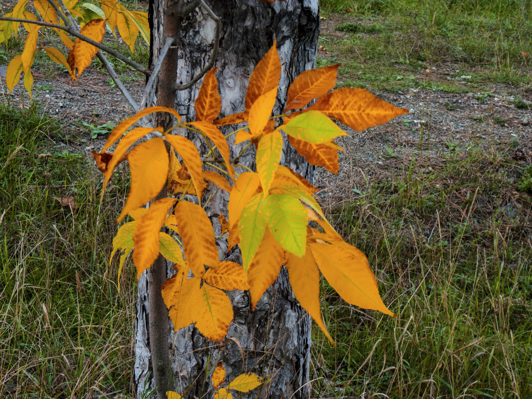 Осенняя палитра - Валентин Семчишин