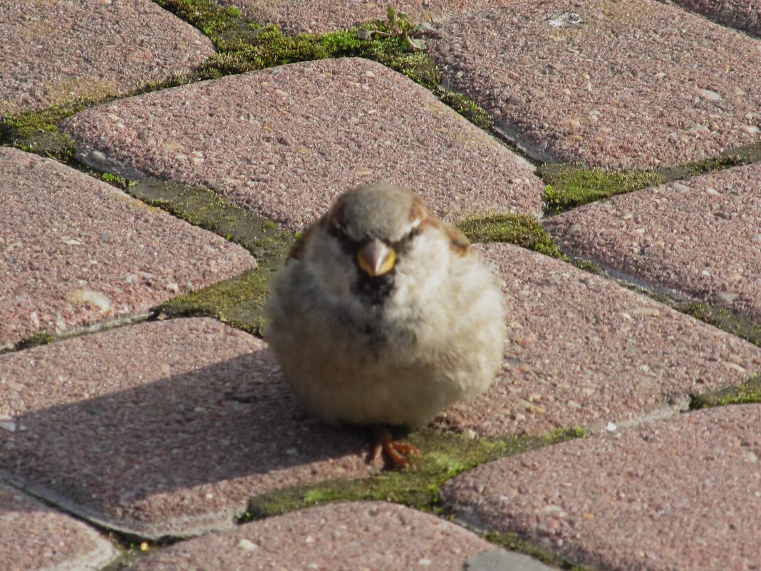 воробей - Елена Шаламова