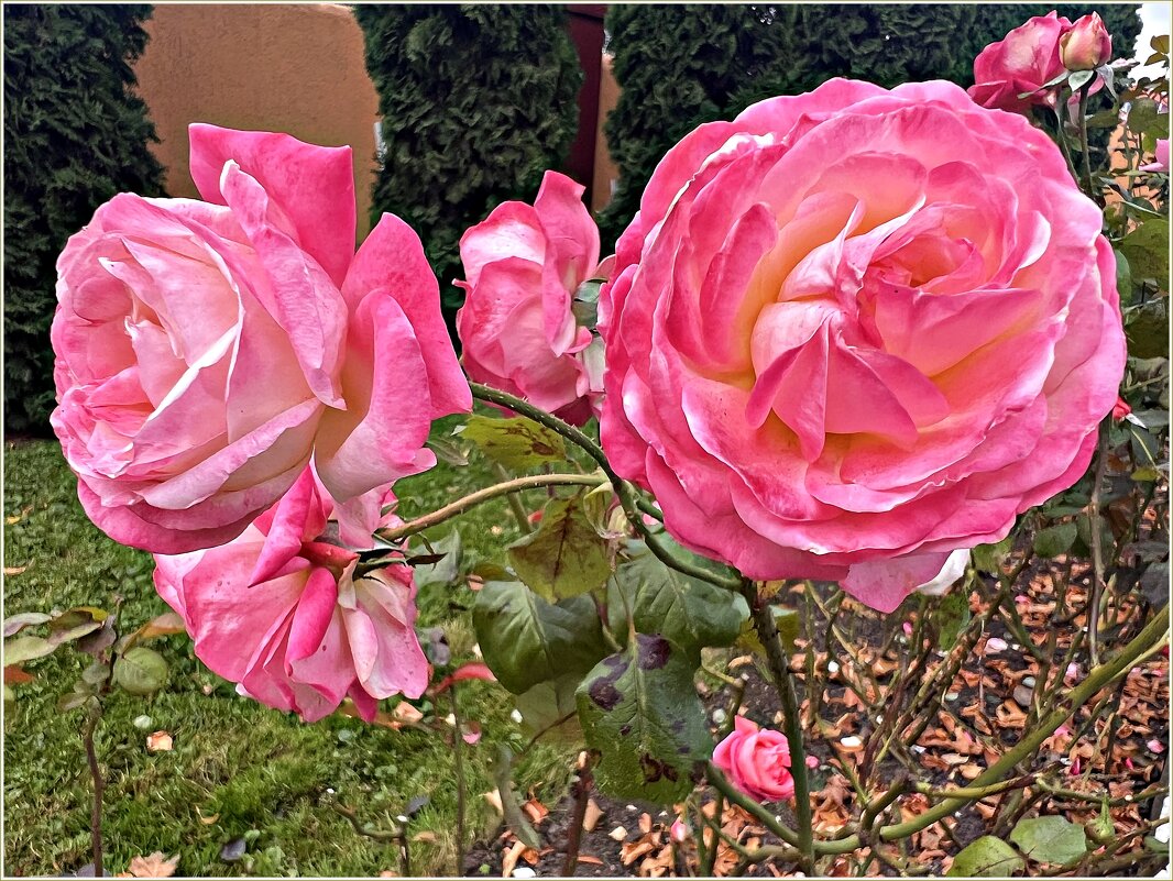 Октябрьские розы. - Валерия Комова