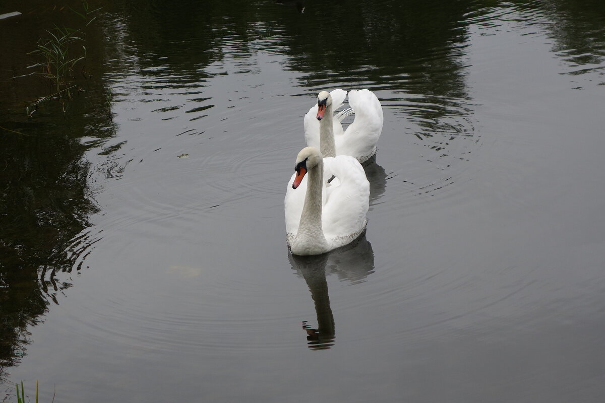 Лебеди в городском парке - Рита Симонова