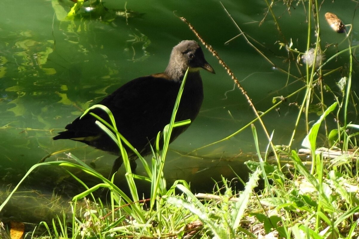 Камышница - Рита Симонова