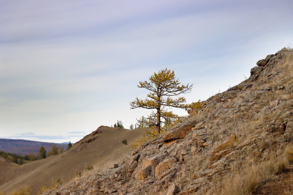 Лиственница - Галина Ильясова