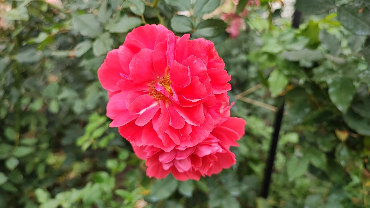 ,,, - Сергей Тимоновский