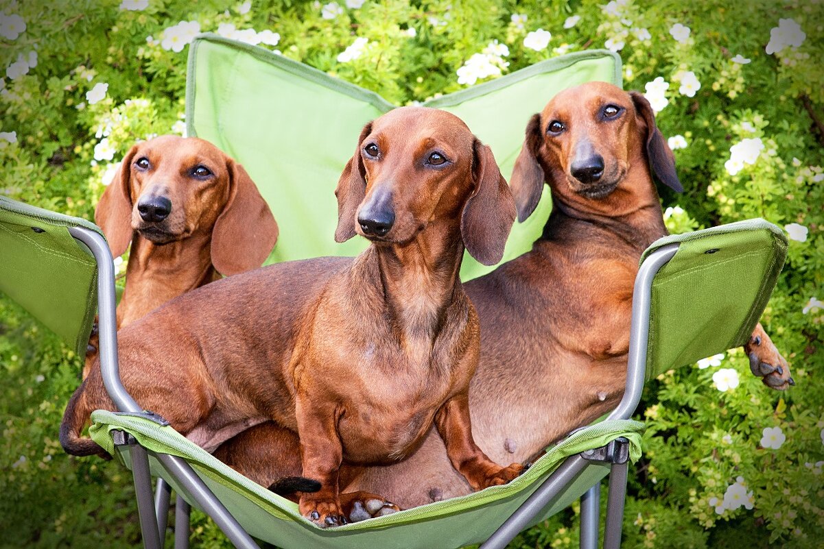 Таксы-красотки) - Михаил Шаршин