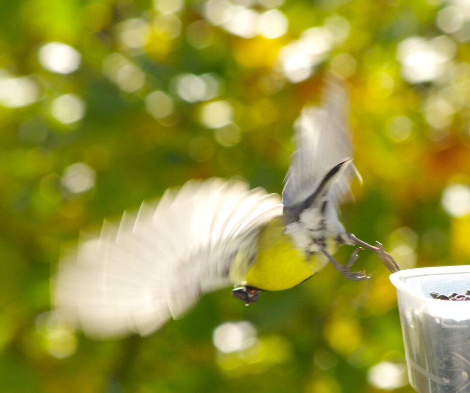 Возможно, другая... улет на дуб... - Юрий Куликов