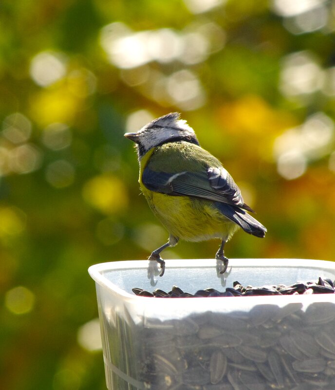 Семечки, семечками - а, вдруг ?.. - Юрий Куликов