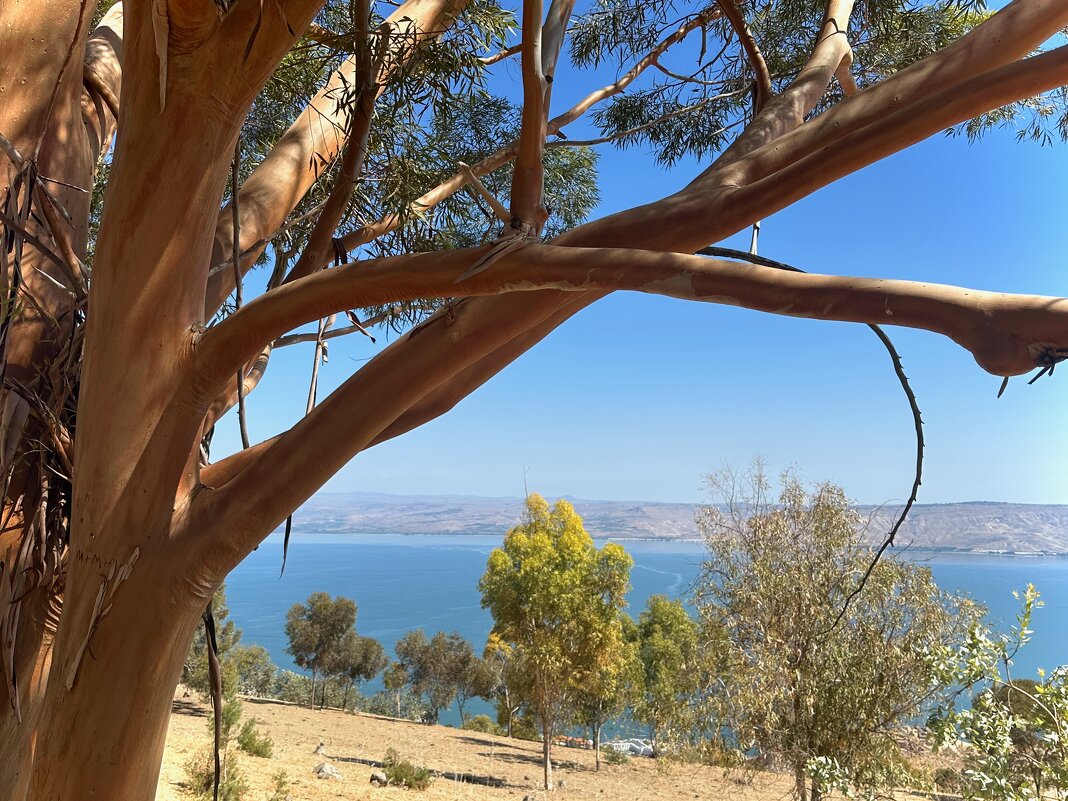 Эвкалипт - Александр Деревяшкин Эвкалипт - Александр Деревяшкин