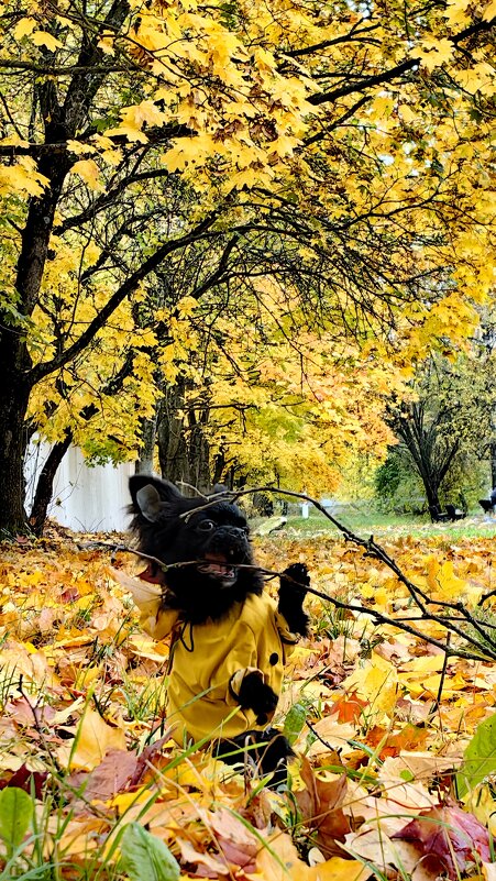 Гуляя по осеннему городу... - Светлана 13.06. Гуляя по осеннему городу... - Светлана 13.06.