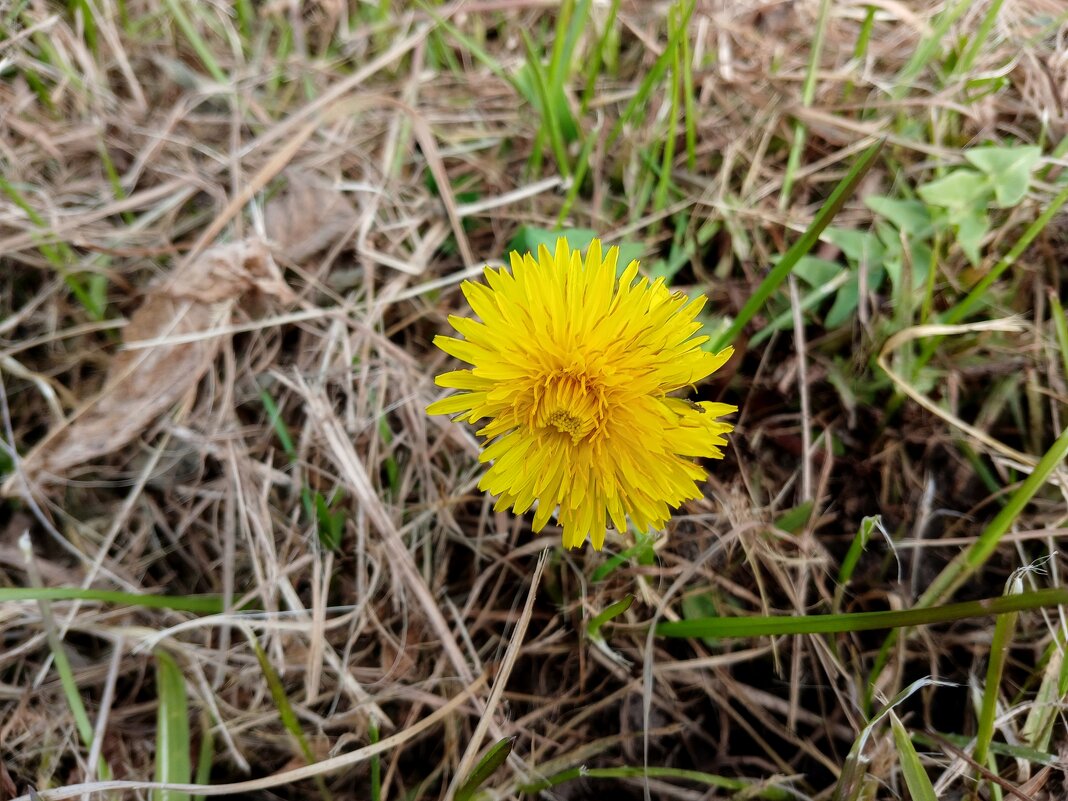 Октябрьский одуванчик. - Лия ☼
