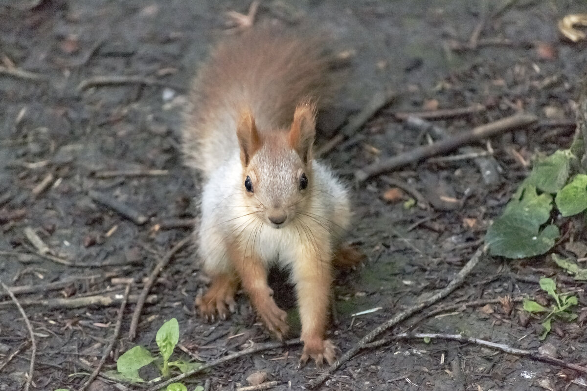 Я, твоя белочка - Игорь Протасов