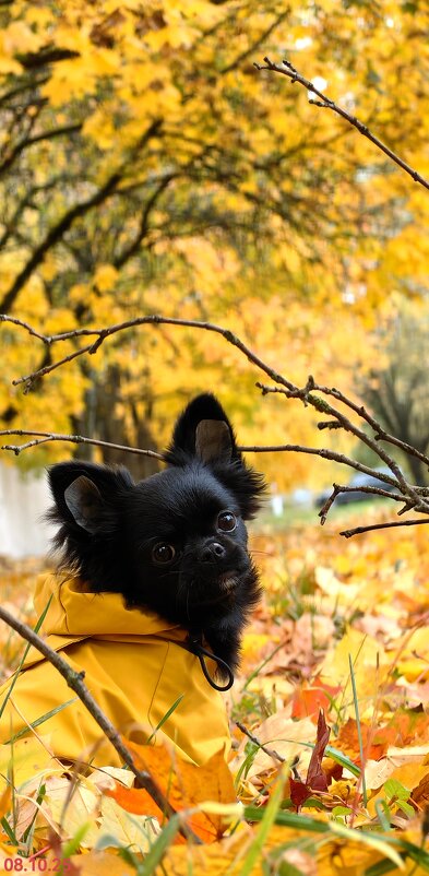 Осеняя фотосессия) - Светлана 13.06.