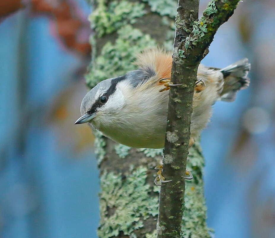 молодое поколение дерзает ... - Andrey Bragin 