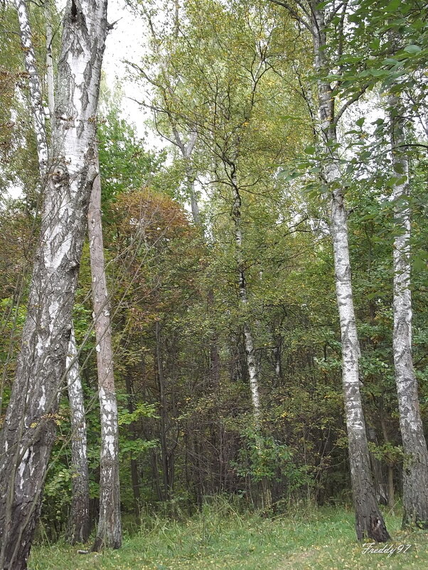 В осеннем лесу... - Freddy 97