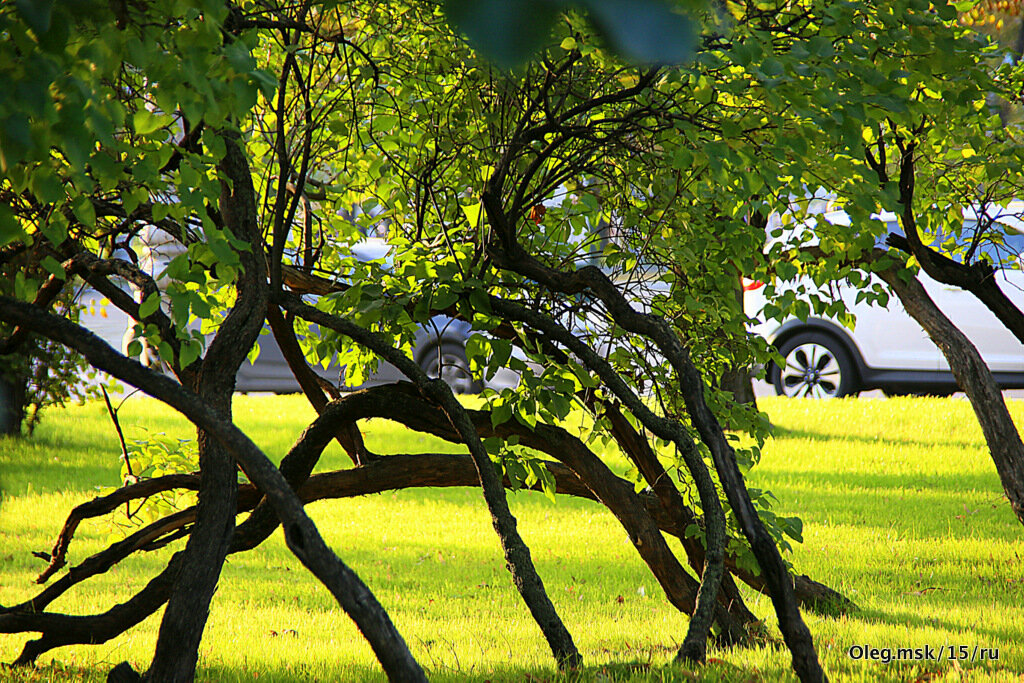 переплетения судеб - Олег Лукьянов переплетения судеб - Олег Лукьянов