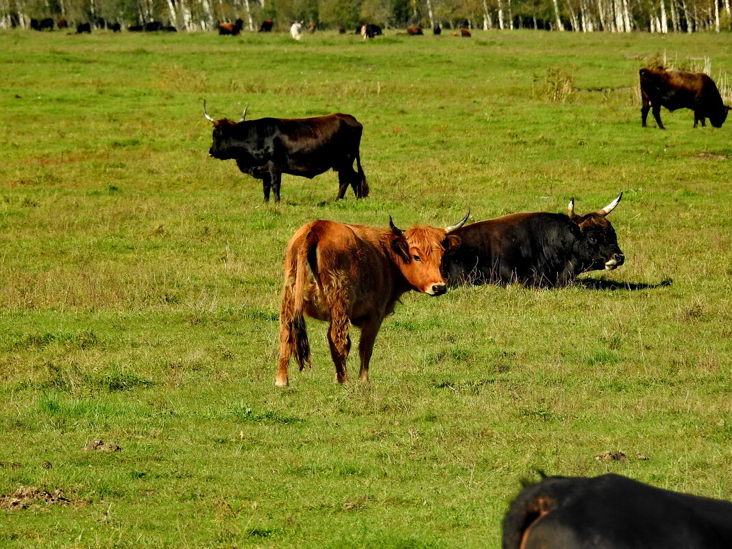дикий мир осенью - ИННА ПОРОХОВА