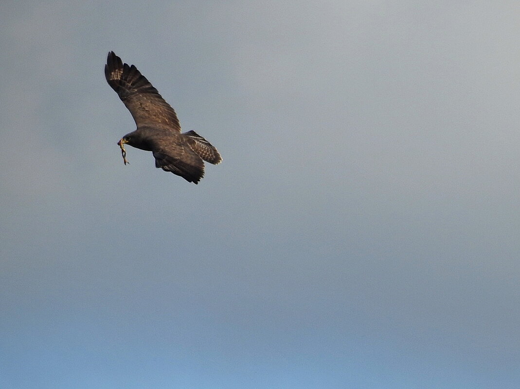 дикий мир осенью - ИННА ПОРОХОВА