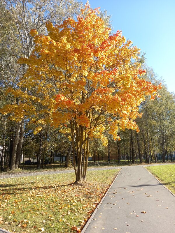 Яркое деревце - BoxerMak Mak