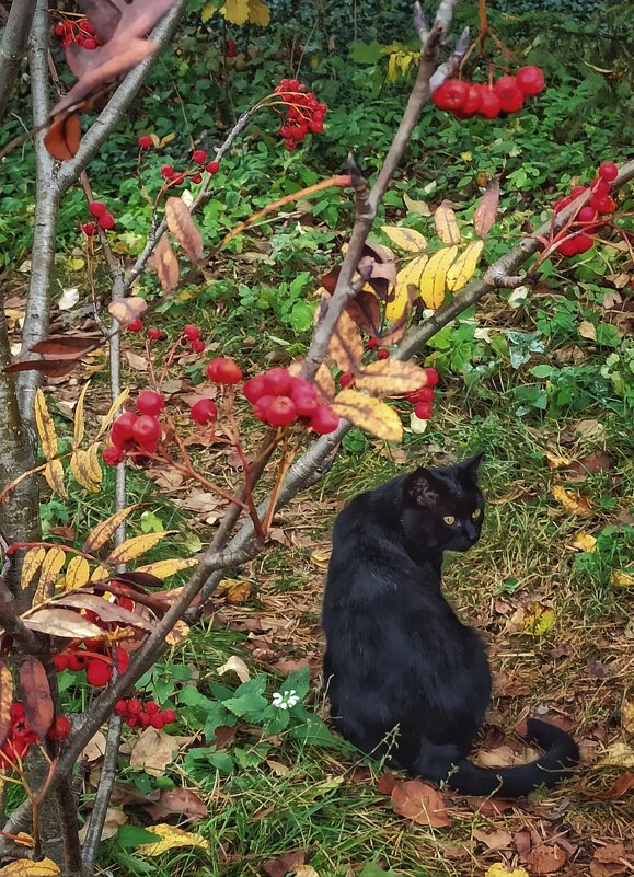 Сыт не будешь одной красотой! - veilins veilins