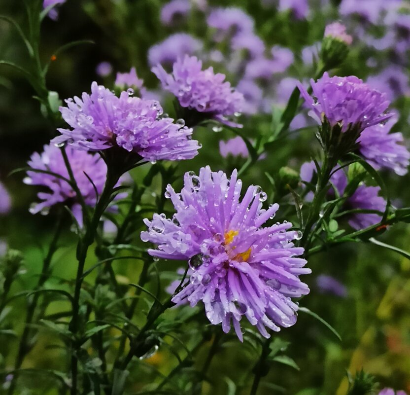 Моросит.. - veilins veilins