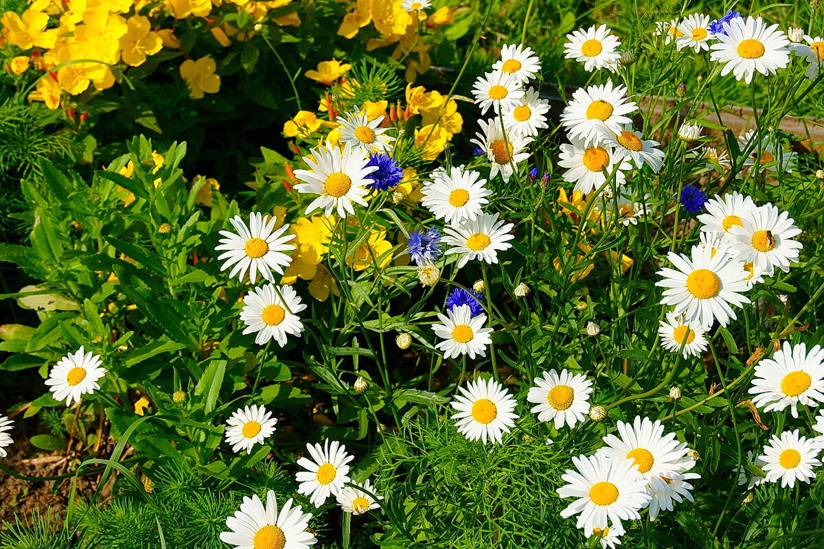 Ромашки +... - Игорь Тельцов