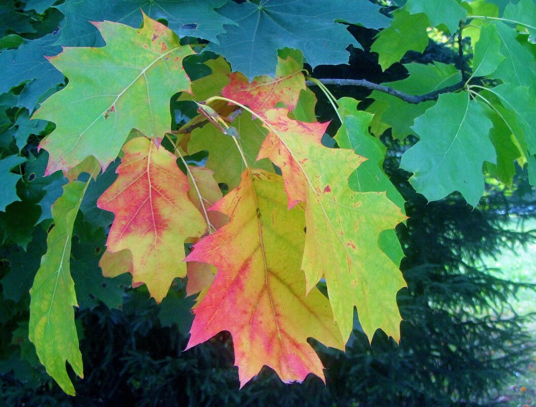 ...осенние выскочки.. - galalog galalog