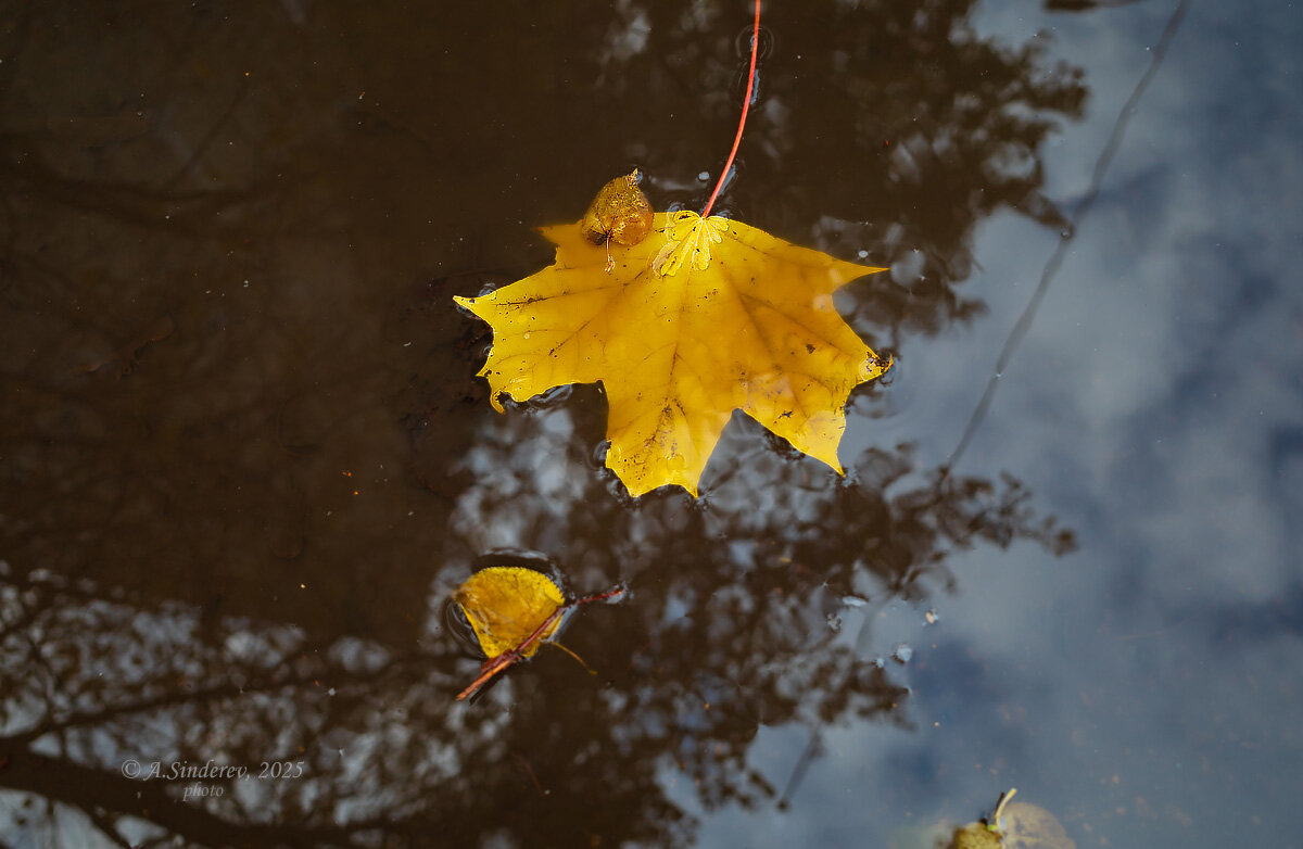 Упавший в лужу кленовый лист - Александр Синдерёв